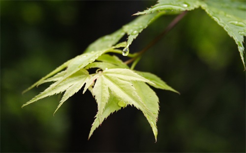 花半里欣悦广场属于哪个,导航至花半里心悦广场
